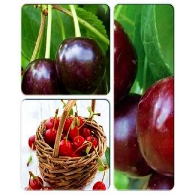 Вишня - коллекция саженцев из 3-х сортов: Вишня Ранняя-2 => Вишня Келерис => Вишня Люцина