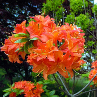 Саженцы Рододендрона "Баккара": фото и описание сорта Саженцы Рододендрона "Баккара": фото и описание сорта