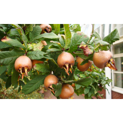 Саженцы Мушмулы "Германская": цена и описание сорта Саженцы Мушмулы "Германская": цена и описание сорта