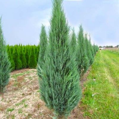 Саженцы Можжевельника "Блю айвори": отзывы и описание сорта Саженцы Можжевельника "Блю айвори": отзывы и описание сорта