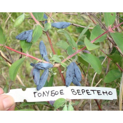 Саженцы Жимолости "Голубое Веретено": отзывы и описание сорта Саженцы Жимолости "Голубое Веретено": отзывы и описание сорта