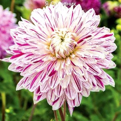 Саженцы Георгинов "Авиньон": цена и описание сорта Саженцы Георгинов "Авиньон": цена и описание сорта