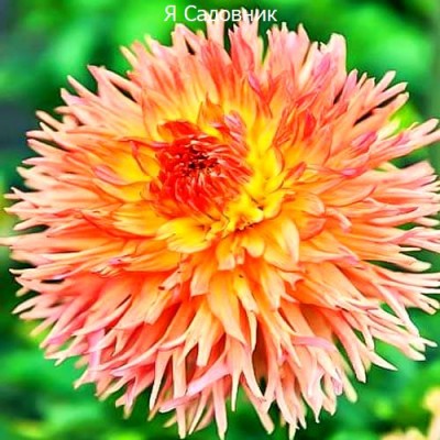 Саженцы Георгинов "Снохо Вондер": отзывы и описание сорта Саженцы Георгинов "Снохо Вондер": отзывы и описание сорта