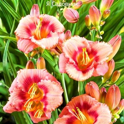 Саженцы Лилейников "Строберри Кэнди": цена и описание сорта Саженцы Лилейников "Строберри Кэнди": цена и описание сорта