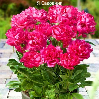Пионы "Букет Перфект": фото и описание сорта Пионы "Букет Перфект": фото и описание сорта