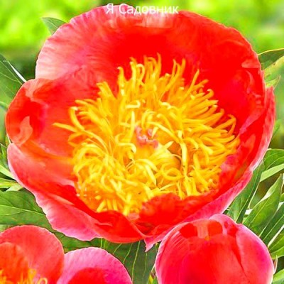 Пионы "Корал Суприм": отзывы и описание сорта Пионы "Корал Суприм": отзывы и описание сорта