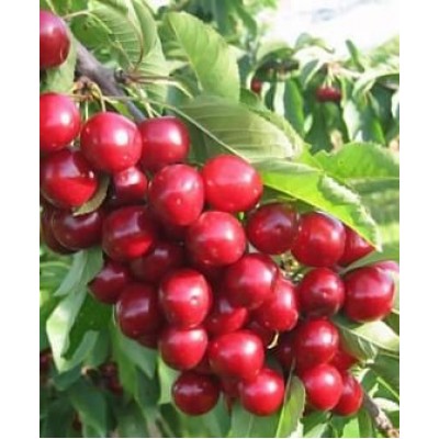 Черешня "Изюмная": цена и описание сорта Черешня "Изюмная": цена и описание сорта