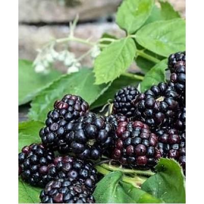 Ежевика "Оушито": фото и описание сорта Ежевика "Оушито": фото и описание сорта