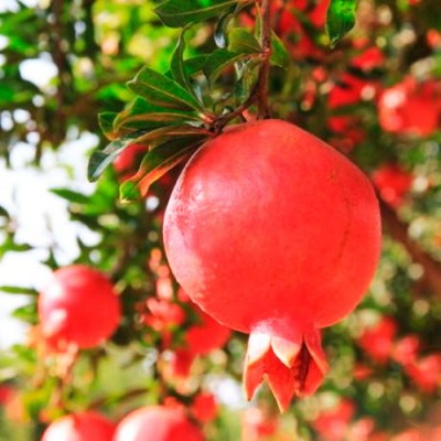 Гранат "Крымский розовый": отзывы и описание сорта Гранат "Крымский розовый": отзывы и описание сорта