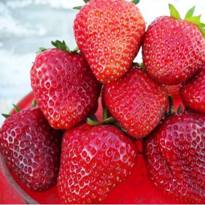 Клубника "Дукат": цена и описание сорта Клубника "Дукат": цена и описание сорта