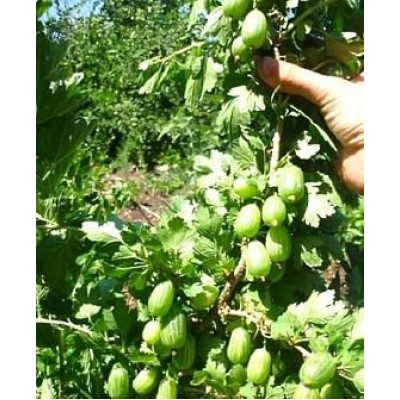 Крыжовник "Изумрудный": отзывы и описание сорта Крыжовник "Изумрудный": отзывы и описание сорта