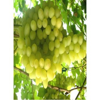 Виноград "Благовест": фото и описание сорта Виноград "Благовест": фото и описание сорта